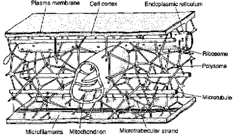 Cytoskeletal Structures